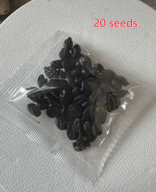 🌈Mix Hydrangea Seeds - Beautiful and Hardy Perennial Seeds for Your Garden