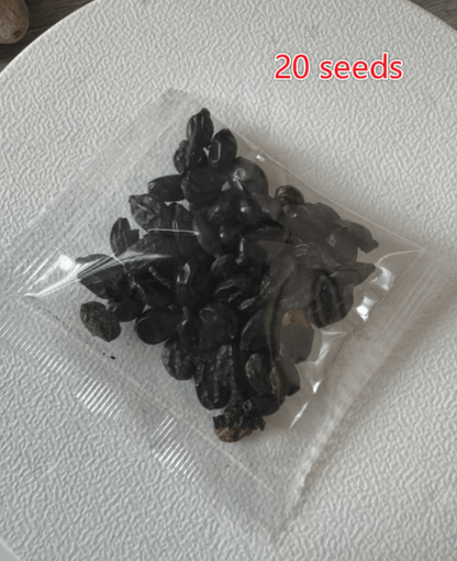 🌈Mix Hydrangea Seeds - Beautiful and Hardy Perennial Seeds for Your Garden