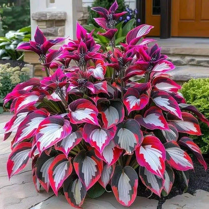 🔥🔥Premium Rare Hosta Seeds🌿 (Shade Tolerant Plant)