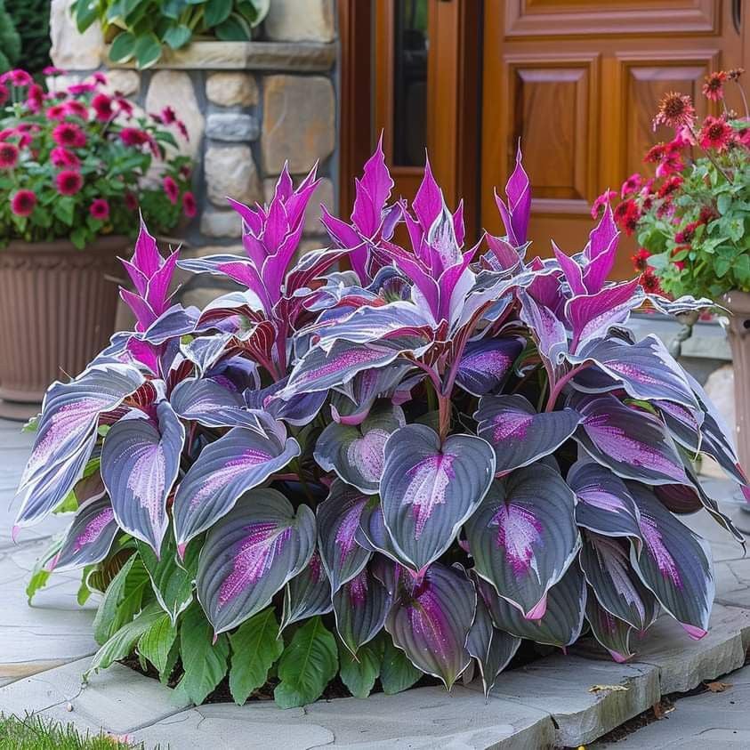 🔥🔥Premium Rare Hosta Seeds🌿 (Shade Tolerant Plant)