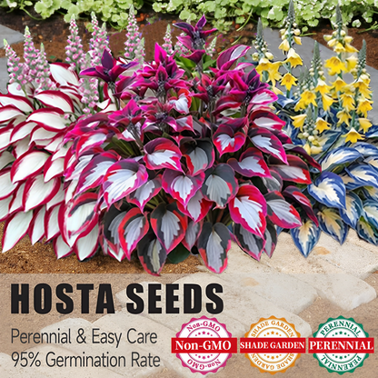 🔥🔥Premium Rare Hosta Seeds🌿 (Shade Tolerant Plant)