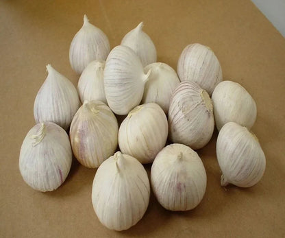 Single Clove Garlic Seeds + Plant Growth Serum Free