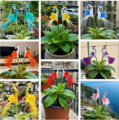 Peacock Flower Seeds™