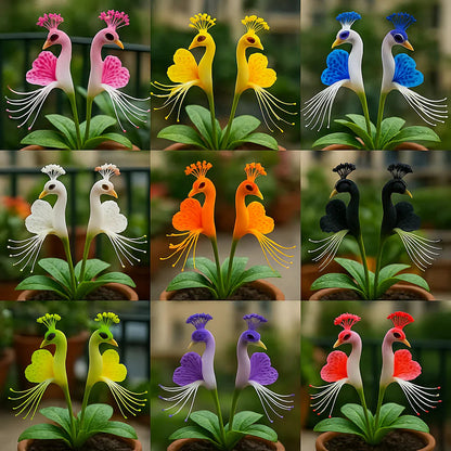 Peacock Flower Seeds™