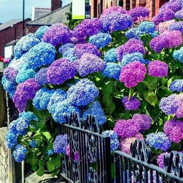 🌈Mix Hydrangea Seeds - Beautiful and Hardy Perennial Seeds for Your Garden