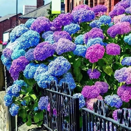 🌈Mix Hydrangea Seeds - Beautiful and Hardy Perennial Seeds for Your Garden