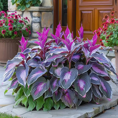 ShadeBloom™ – Premium Rare Hosta Seeds