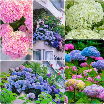 🌈Mix Hydrangea Seeds - Beautiful and Hardy Perennial Seeds for Your Garden