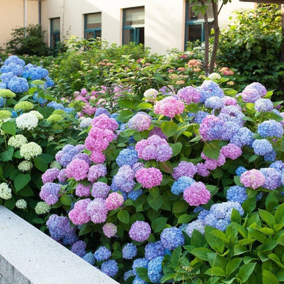 🌈Mix Hydrangea Seeds - Beautiful and Hardy Perennial Seeds for Your Garden