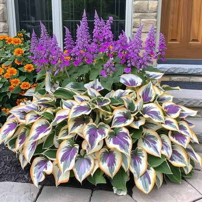 ShadeBloom™ – Premium Rare Hosta Seeds