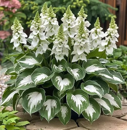 ShadeBloom™ – Premium Rare Hosta Seeds