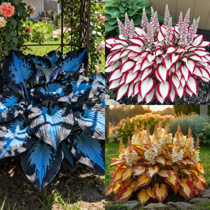 ShadeBloom™ – Premium Rare Hosta Seeds