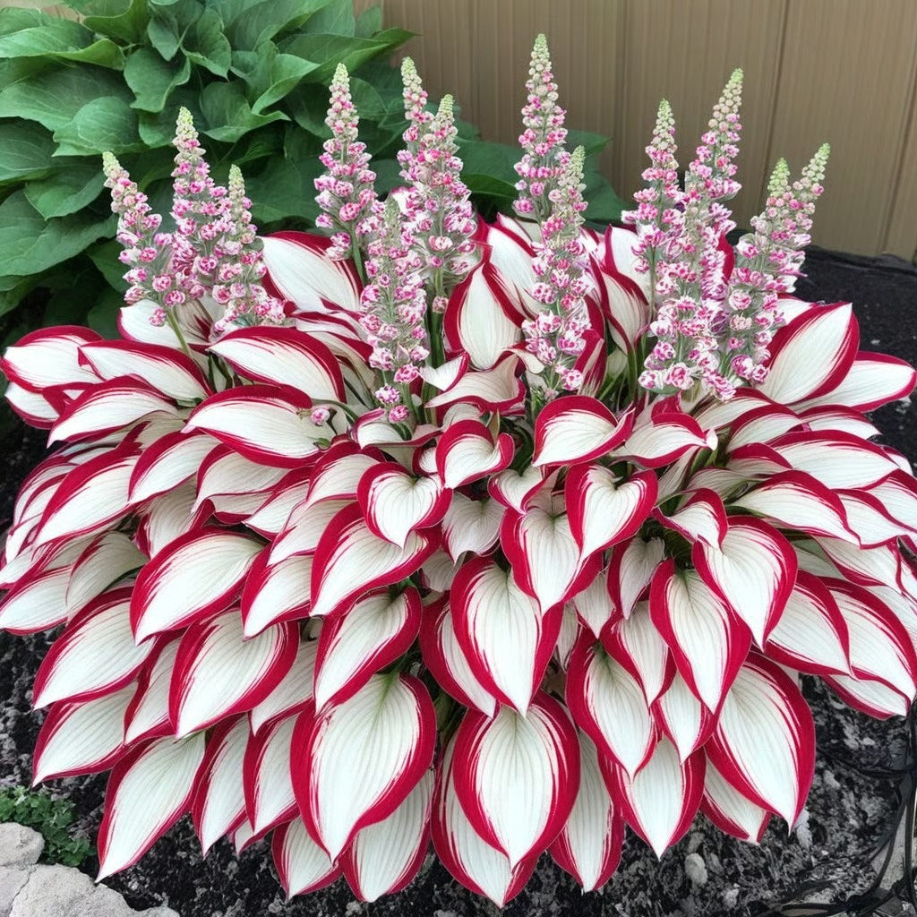 ShadeBloom™ – Premium Rare Hosta Seeds