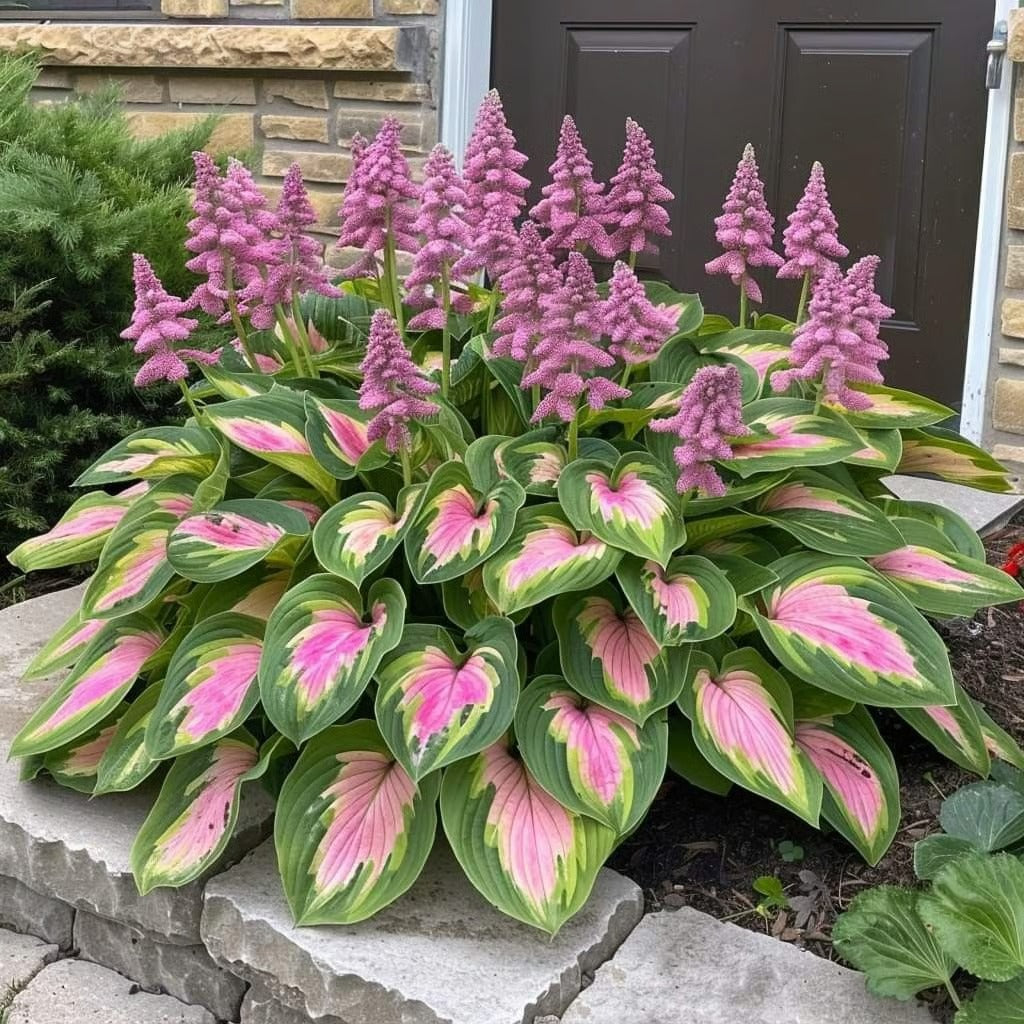 ShadeBloom™ – Premium Rare Hosta Seeds
